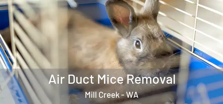  Air Duct Mice Removal Mill Creek - WA